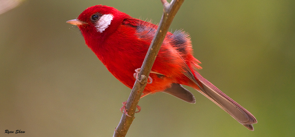 Red Warbler
