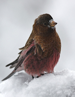Brown-capped Rosy-Finch