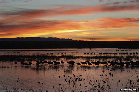 Bosque del Apache Sunrise
