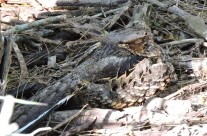 Texas – South Texas Tropicals & Whooping Cranes 2015