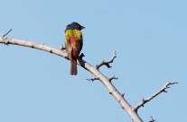 Texas – Big Bend 2015